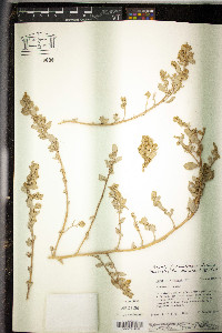 Atriplex arenaria image