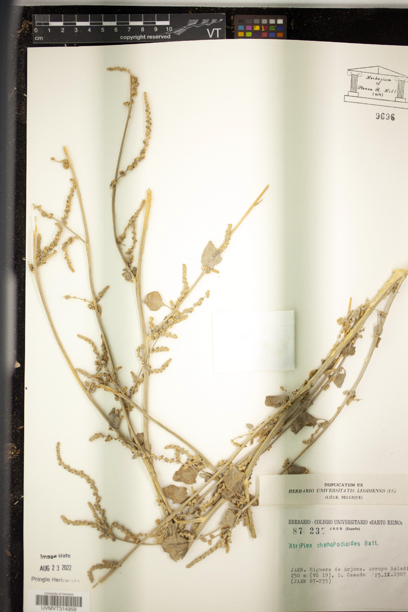 Atriplex chenopodioides image