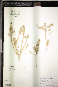 Atriplex confertifolia image