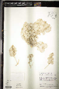 Atriplex hymenelytra image