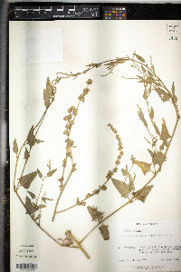 Atriplex patula image