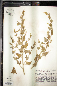 Atriplex prostrata image