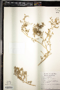 Atriplex texana image