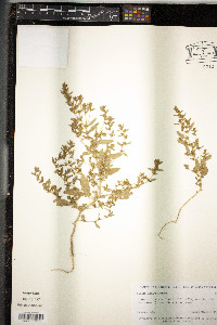 Axyris amaranthoides image