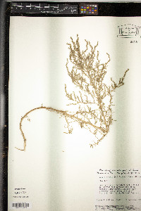 Bassia hirsuta image