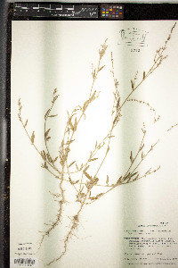 Chenopodium album var. album image