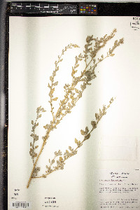Chenopodium berlandieri image