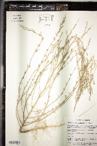 Chenopodium cycloides image