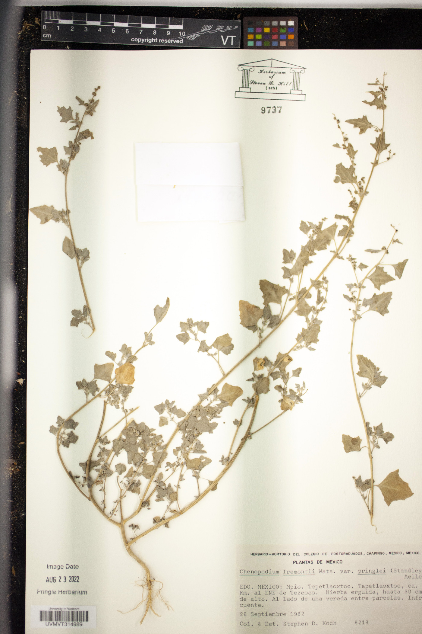 Chenopodium fremontii var. pringlei image