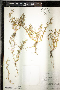 Oxybasis glauca image