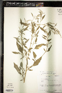Chenopodium album var. missouriense image