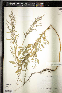 Chenopodium album var. missouriense image