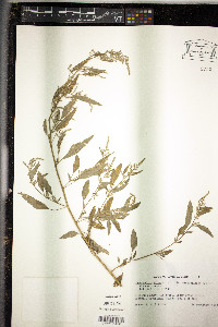 Chenopodium album var. missouriense image