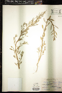 Oxybasis glauca var. salina image
