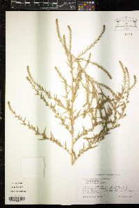 Bassia scoparia image