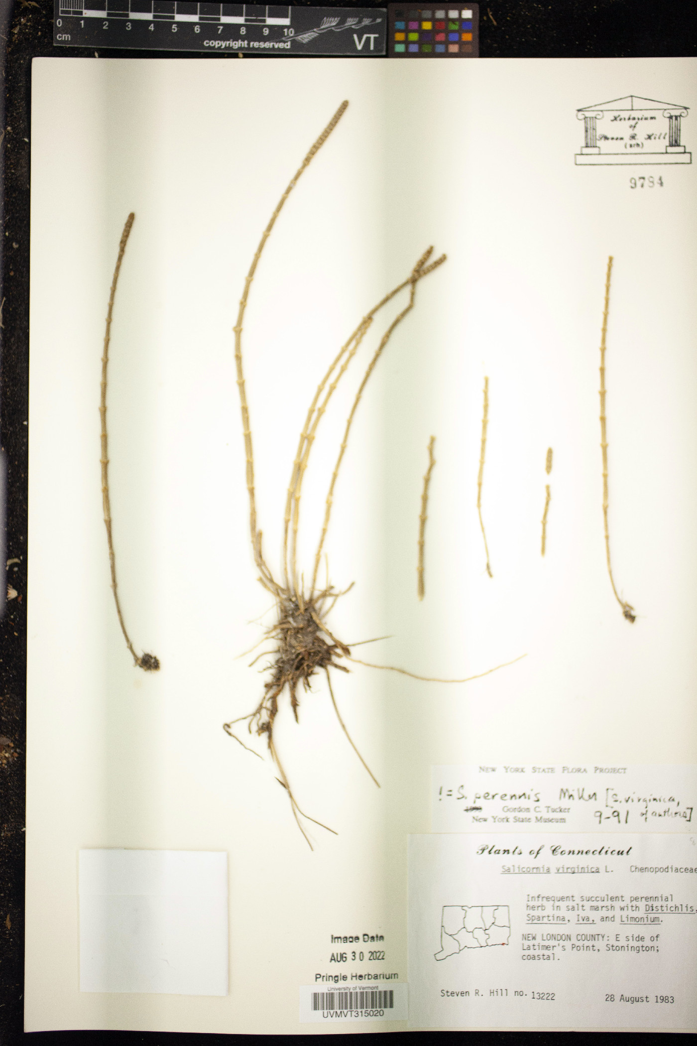Salicornia perennis image