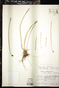 Salicornia perennis image
