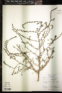 Suaeda conferta image
