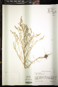 Suaeda maritima image