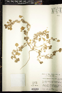 Suckleya suckleyana image