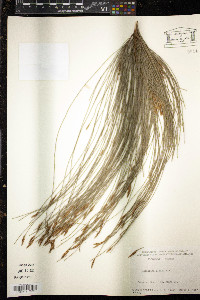 Casuarina glauca image