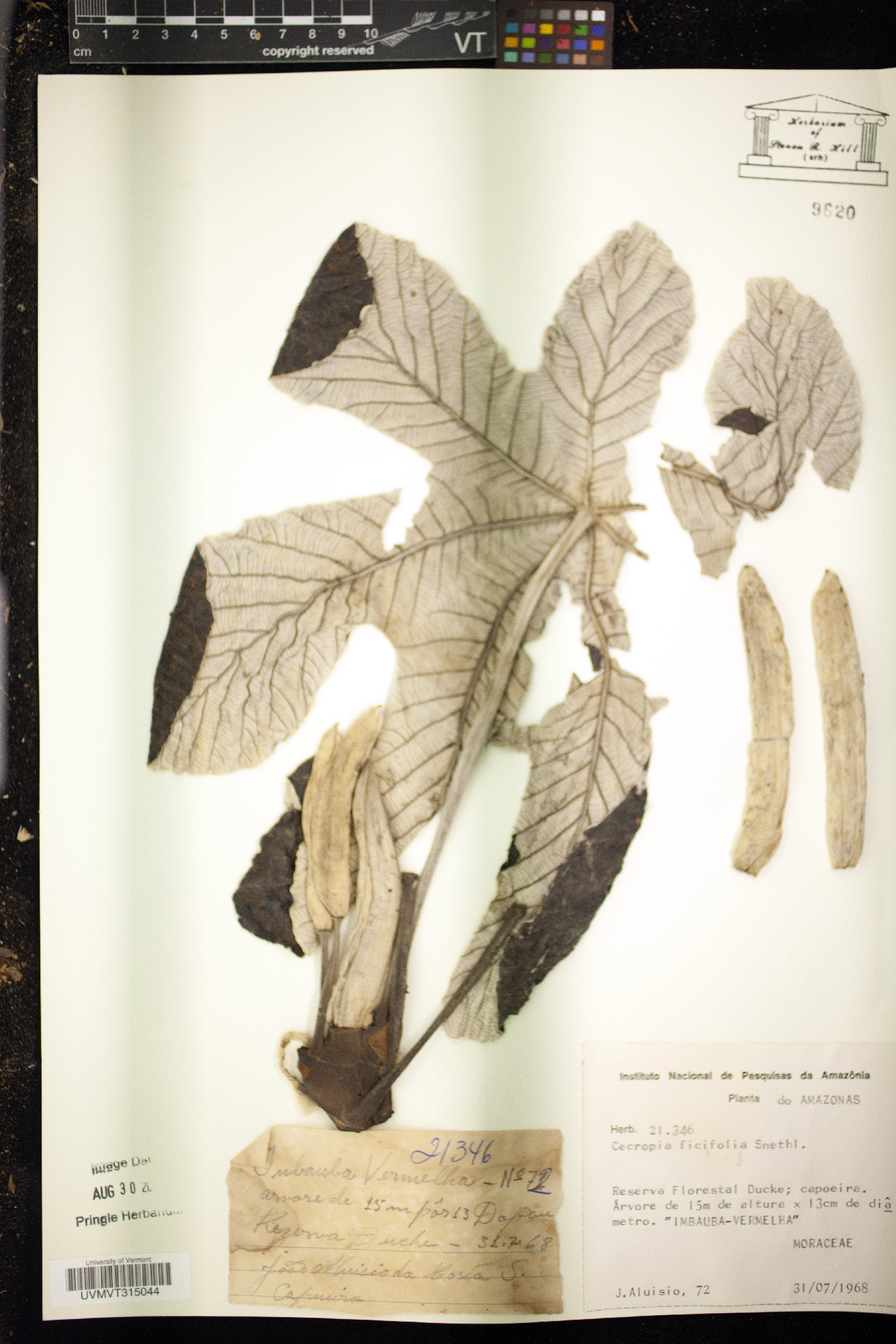 Cecropia ficifolia image
