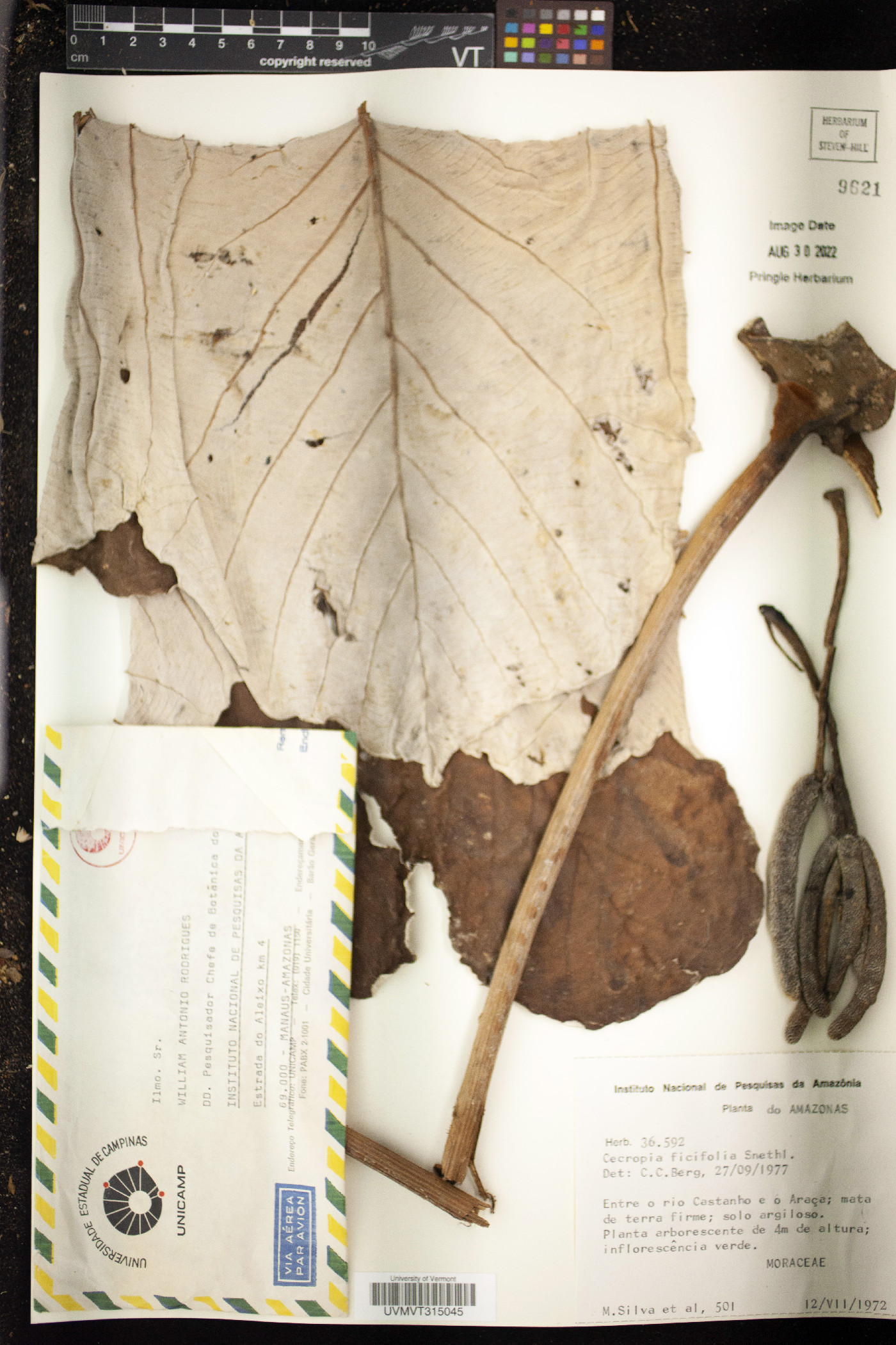 Cecropia ficifolia image