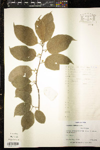 Media resource of Celastrus gemmatus