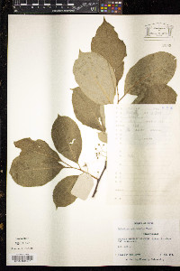 Celastrus orbiculatus image