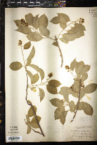 Celastrus scandens image