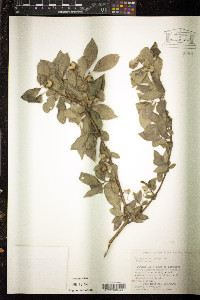 Euonymus atropurpureus image