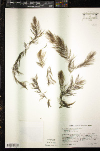 Ceratophyllum echinatum image