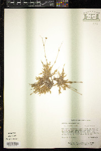 Sabulina caroliniana image