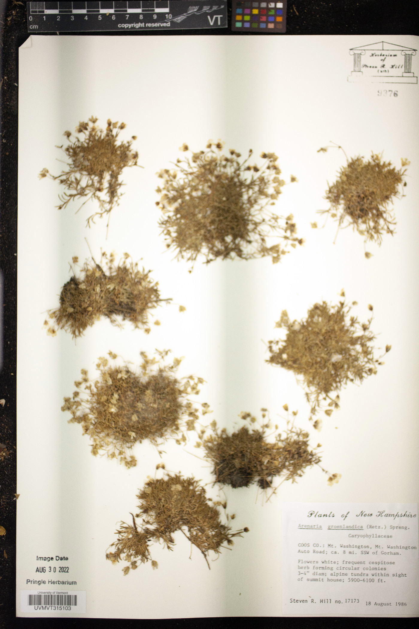 Arenaria groenlandica image