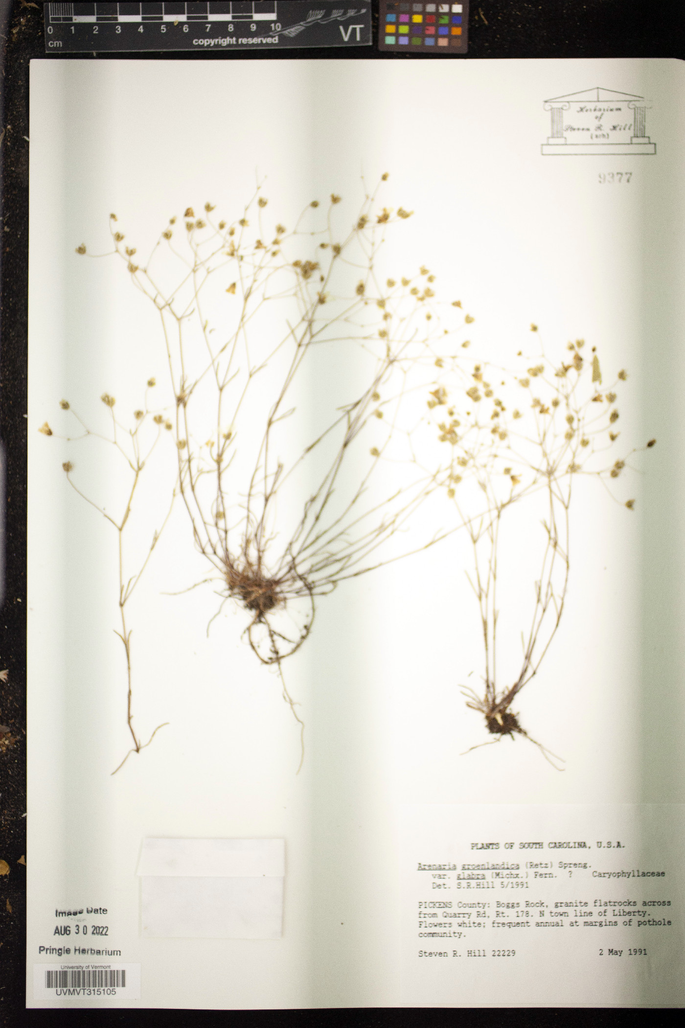 Arenaria groenlandica var. glabra image