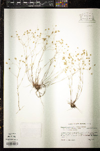 Arenaria groenlandica image