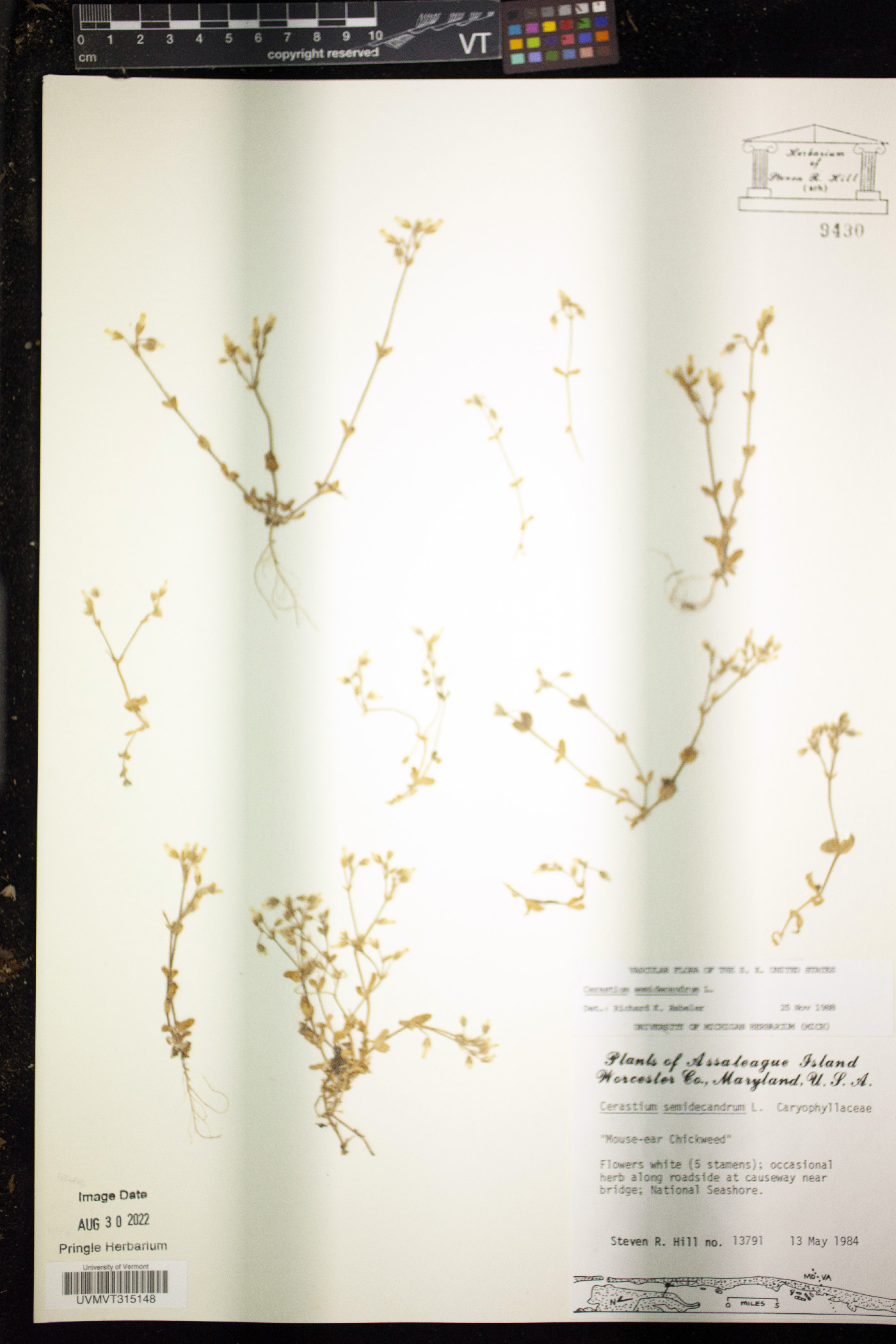 Cerastium semidecandrum image