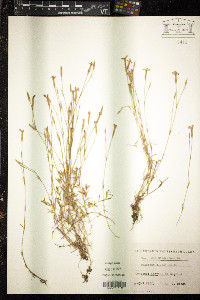Dianthus deltoides image