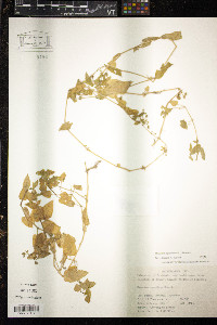 Myosoton aquaticum image