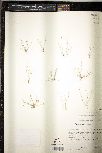 Sagina decumbens image
