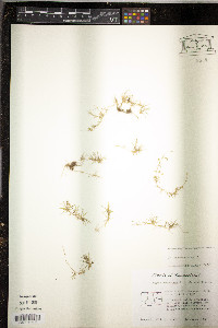 Sagina procumbens image
