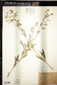 Silene dichotoma image