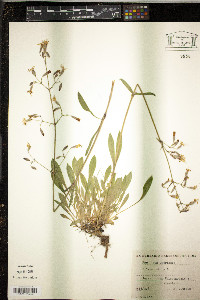 Silene nutans image