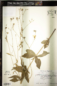 Silene stellata image