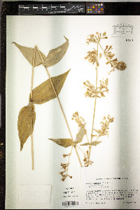 Silene stellata image