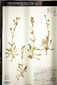 Silene verecunda image