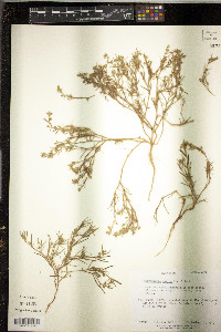 Spergularia salina image