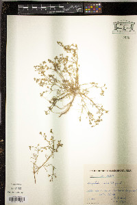 Spergularia salina image