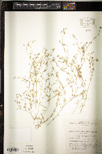 Spergularia rubra image