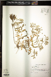 Stellaria pubera image